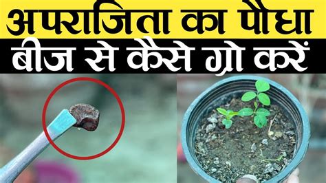 अपराजिता का पौधा कैसे लगाएं बीज से कैसे ग्रो करें Aparajita Ka