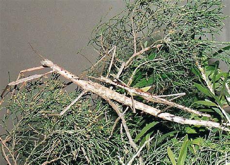 Titan Stick Insect The Longest Insect Acrophylla Titan