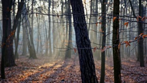 Fondos De Pantalla Polska Polonia Przyroda Naturaleza Natura Las