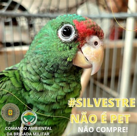 Silvestre N O Pet Brigada Militar