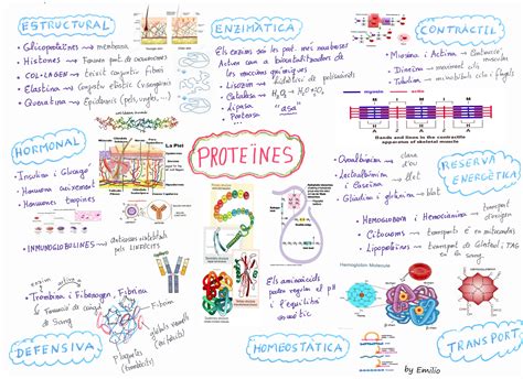 Biología Del Diagrama De Proteínas