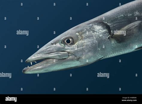 Sphyraena barracuda hi-res stock photography and images - Alamy