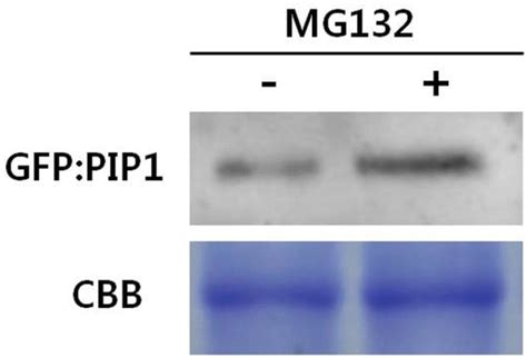 Inhibition Of Protein Degradation By 26s Proteasome In Planta Western Download Scientific