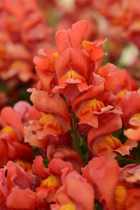 Orange Snapdragon