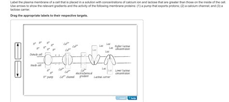 Solved Label The Plasma Membrane Of A Cell That Is Placed In Chegg