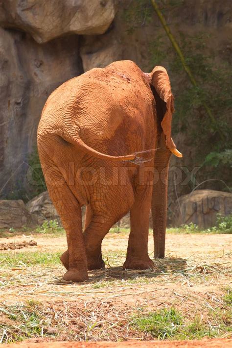 African Elephant Stock Image Colourbox