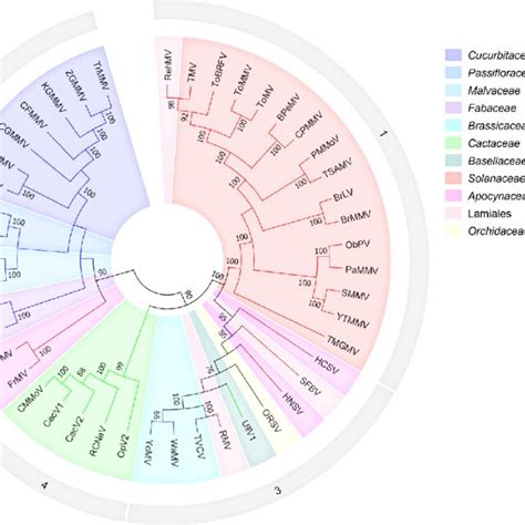 Maximum Likelihood Ml Phylogeny Of Tobamoviruses Based On The Rdrp