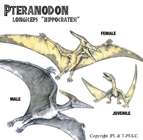 Pteranodon Longiceps Hippocratesi Jpl Live The Legend Wiki Fandom