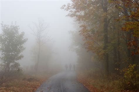 Brouillard Automne Forêt Les Photo gratuite sur Pixabay Pixabay