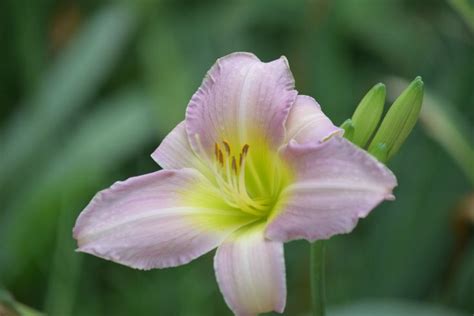 Day Lily Around Pond Front Flower Bed Down By Shop Bed Raised Iris