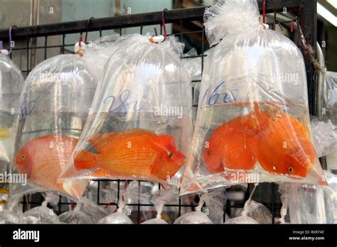 Aquarium Pet Shop Selling Goldfish In Plastic Bags In The Fish Market