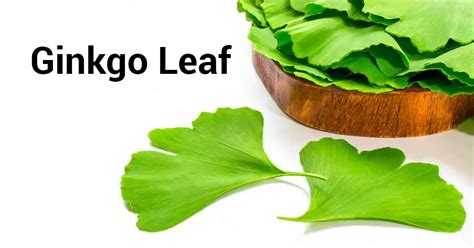 Ginkgo Leaf Discover The Amazing Health Benefits