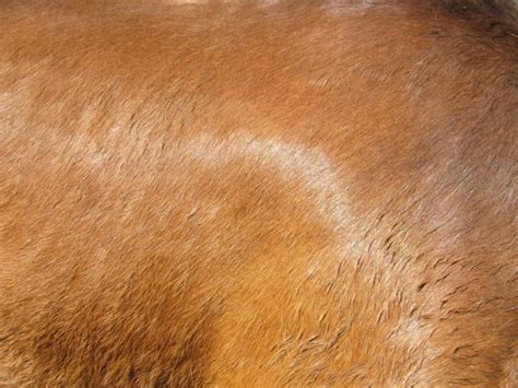 Anhidrosis and Your Horse: Managing Symptoms – The Timid Rider