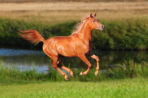 Arab Horse Running In Desert Stock Image Image Of Arab Motion 51075703