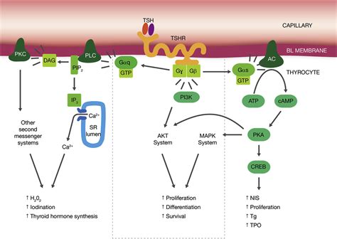 Thyrotropin In The Development And Management Of Differentiated Thyroid Cancer Endocrinology