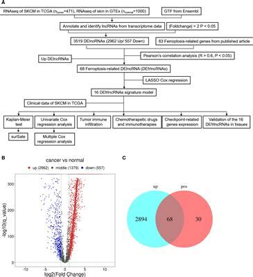 Frontiers Identification And Validation Of Ferroptosis Related Lncrna