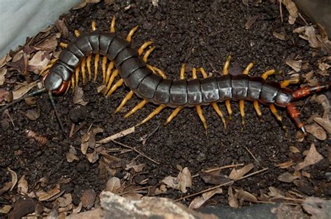 Scolopendra V Viridicornis Brazil Scolopendra Viridicornis Flickr