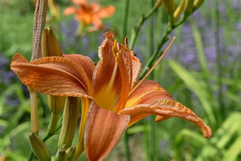 Free Picture Daylight Garden Horticulture Lily Flower Nature