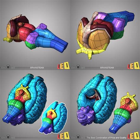 3d Model Horse Head Anatomy Skull