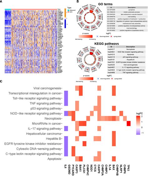 Frontiers Pyroptosis Related LncRNA Signature Predicts Prognosis And