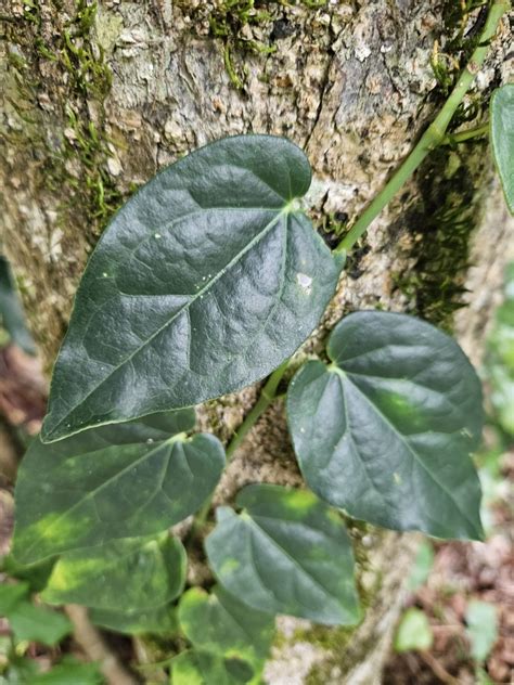 Australian Pepper Vine From Mount Glorious Qld Australia On April