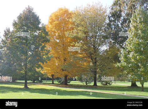 Photography Of Sunlit Trees Hi Res Stock Photography And Images Alamy