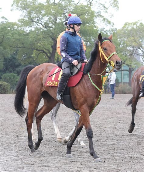 【注目馬動向】阪神jf2着のシンリョクカは吉田豊騎手とのコンビで桜花賞 デビュー3戦目でクラシックへ スポーツ報知