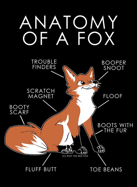 Anatomy of a Fox by artwork-tee on DeviantArt