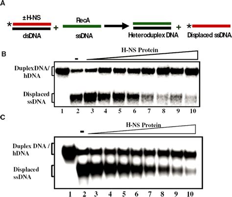 H Ns Proteins Suppress Dna Strand Exchange Promoted By Reca Protein