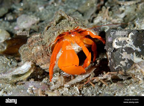 Pacific Red Hermit Crab On Reef Alaska Pacific Ocean Stock Photo Alamy