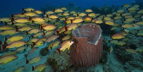 Swimming Amongst Fossils What Sponges Tell Us About The World