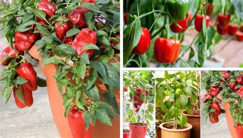 How To Grow Bell Peppers In A Pot My Desired Home