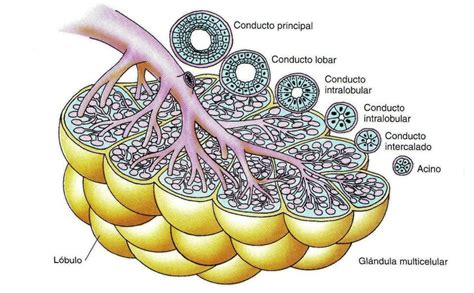 Plantão Médico HistologÍa Tejido Epitelial De Revestimiento Y Glandular