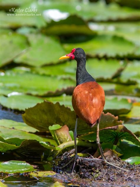 Wattled Jacana Kester Clarke Wildlife Photography