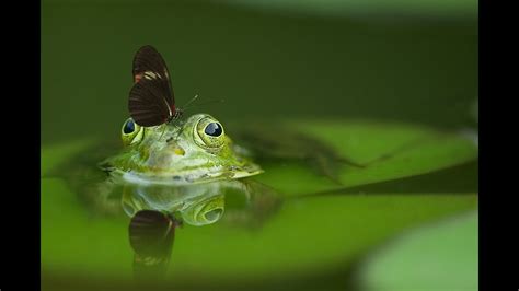 Frog Eating Flies Slow Motion Video Frog Tongue Out Slow Motion Frog