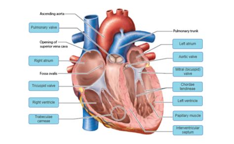 Lab Homework 02 Detailed Exploration Of Heart Dissection Flashcards