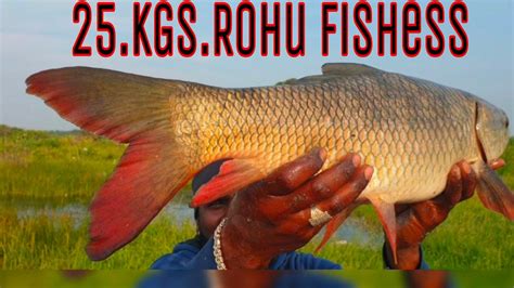 Fish Hunting Big Size Rohu Fish Catch Guccha Gal Fishing Fish Hunter