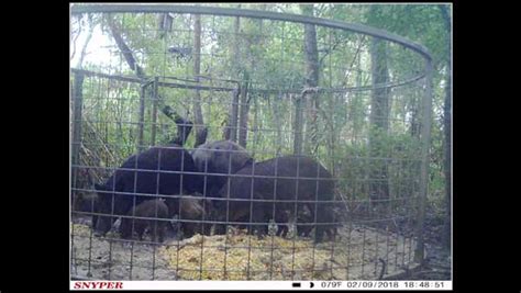 Hog Traps | Feral Hog & Wild Pig Traps | Red River Arenas