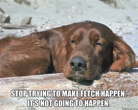 24 Lazy Memes to Make Your Day So Much Better - SayingImages.com