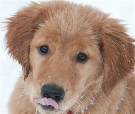 5 Tibetan Terrier Mix Breeds The Popular And Adorable Hybrid Dogs