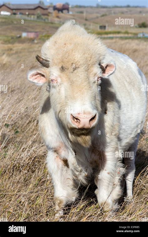 White Cloud, a female albino buffalo, at the National Buffalo Museum in ...