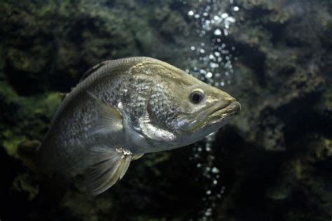 Barramundi Fish - A-Z Animals