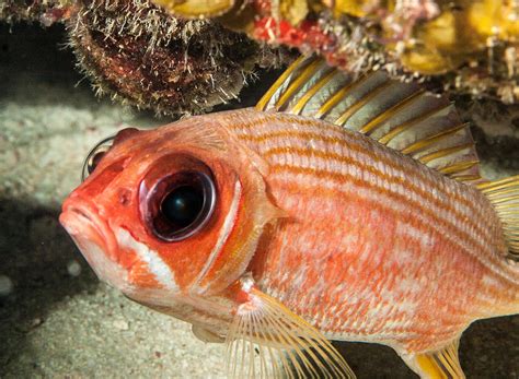 Why Are Squirrelfish Eyes So Big The Bermudian Magazine