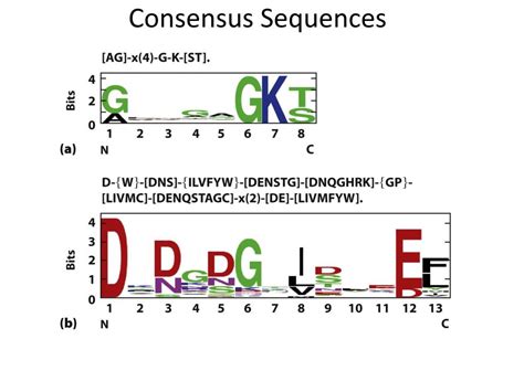 PPT Protein Sequencing Primary Structure Of Proteins PowerPoint