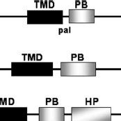 Structural Motifs Of The Fast Proteins The Linear Arrangement Of