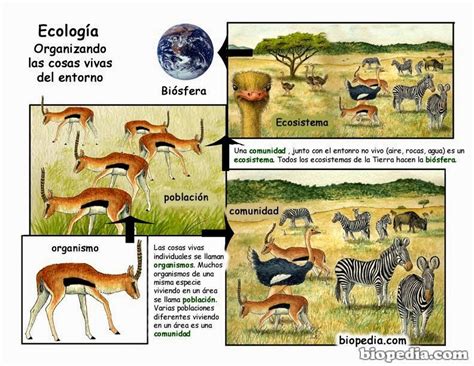 Ecología Ecologia y los Seres vivos