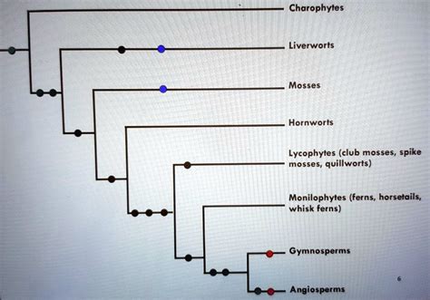 Solved Charophytes Liverworts Mosses Hornworts Lycophytes Club Mosses