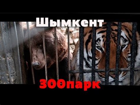Шымкент Зоопарк. Животные в красной книге. - YouTube