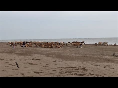 Ketika Sapi Lembu Jinak Santai Dipinggir Laut Dan Masuk Kebun Orang