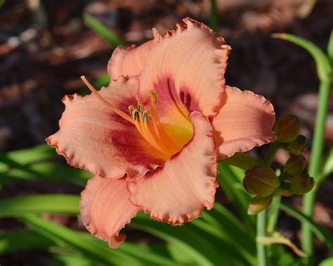 Daylily Strawberry Candy In My Garden Day Lilies Plants